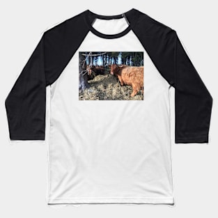 Scottish Highland Cattle Cows 1831 Baseball T-Shirt